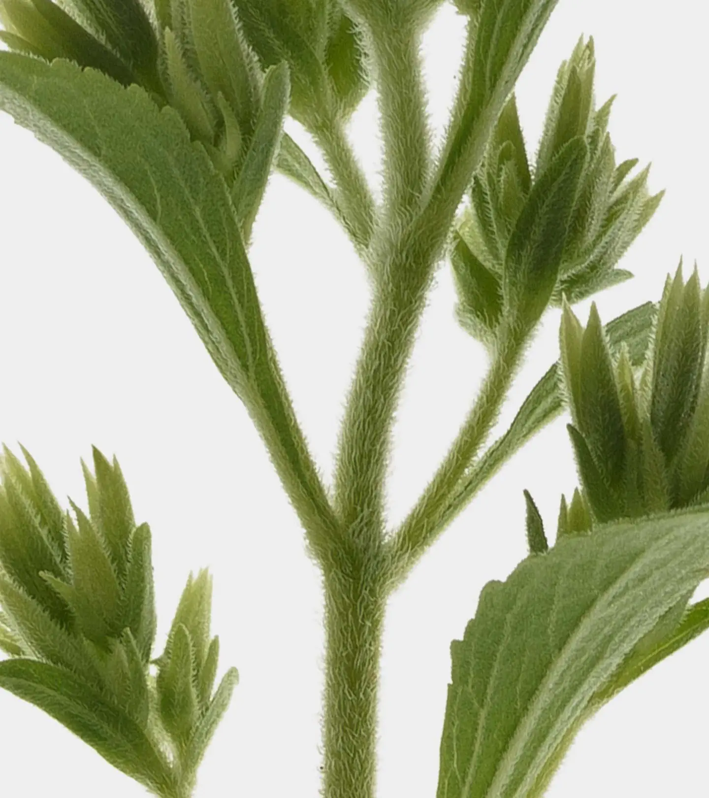 Envisionary Life - Easy Sleep